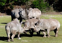 A crash of rhinos.The white rhinoceros or square-lipped rhinoceros is the largest and most numerous species of rhinoceros that exists. It has a wide mouth used for grazing and is the most social of all rhino species. Original public domain image from Flickr
