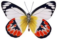 Beautiful butterfly on white background. Free public domain CC0 image.