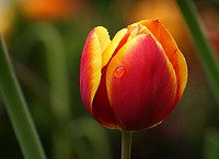 Tulips need a winter-like chilling period to prepare them for their splendid spring show. Warm outdoor temperatures in mild climates just don't provide the cold required for great blooms. Original public domain image from Flickr