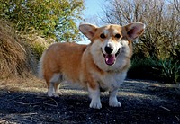 The Pembroke Welsh Corgi is a herding dog breed, which originated in Pembrokeshire, Wales. It is one of two breeds known as Welsh Corgi: the other is the Cardigan Welsh Corgi. The Pembroke Welsh Corgi is the younger of the two Corgi breeds and is a separate and distinct breed from the Cardigan.[1] The corgi is one of the smallest dogs in the Herding Group. Pembroke Welsh Corgis are famed for being the preferred breed of Queen Elizabeth II, who has owned more than 30 during her reign. These dogs have been favoured by British royalty for more than seventy years. Original public domain image from Flickr