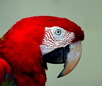Red Blue Macaw. Original public domain image from Flickr