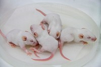 White mice background. Free public domain CC0 image.