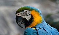 The Blue-and-yellow Macaw, also known as the Blue-and-gold Macaw, is a large South American parrot with blue top parts and yellow under parts. It is a member of the large group of Neotropical parrots known as macaws. Original public domain image from Flickr