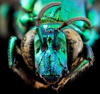 Two-Faced Bee. Take a quick a look at this "Exaerete frontalis" (part of the family of orchid bees or Euglossine bees), and you may see a double set of faces. This species is larger than any bee north of Mexico. This species, and the genus as a whole, is considered a nest parasite. Original public domain image from Flickr