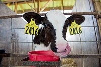 A newborn calf at Southern Mountian Creamery cleans her nose in Middleton, Md., June 17, 2014. Original public domain image from <a href="https://www.flickr.com/photos/39955793@N07/14320157770/" target="_blank" rel="noopener noreferrer nofollow">Flickr</a>