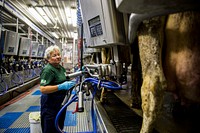 Karen Sowers, owner of Southern Mountain Creamery, milks some of her cows during an early morning milking at one of her farms in Middleton, Md., June 19, 2014. Original public domain image from <a href="https://www.flickr.com/photos/39955793@N07/14322502047/" target="_blank" rel="noopener noreferrer nofollow">Flickr</a>
