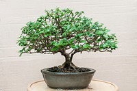 Japanese Bonsai tree. Free public domain CC0 photo.