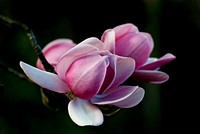 Magnolia. Campbellii.Magnolia campbellii, Campbell's Magnolia, is a species of Magnolia that grows in sheltered valleys in the Himalaya from eastern Nepal, Sikkim and Assam, India, east to southwestern China and south to northern Myanmar.