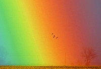 Canada geese flying through a rainbow at Morris Wetland Management District. Original public domain image from Flickr