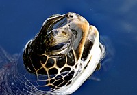 Green sea turtle. It is named not for the color of its shell, which is normally brown or olive depending on its habitat, but for the greenish color of its skin. Original public domain image from Flickr