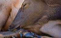 Elk sleeping. Original public domain image from Flickr