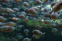 Piranhas!We visited the huge Blue Planet aquarium but most of my photos were rubbish. This one of piranhas wasn't bad though. Original public domain image from Flickr