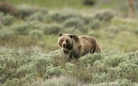 Grizzly bear on Swan Lake Flats by Jim Peaco. Original public domain image from Flickr