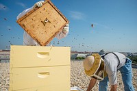 U.S. Department of Agriculture (USDA) Agricultural Research Service (ARS) Biological Science Technician Nathan Rice (in full bee protective suit and hat) and assisted by Biological Science Lab Technician Andy Ulsamer harvesting honey from the two colonies at the People's Garden Apiary on the USDA Headquarters Whitten Building roof, in Washington, D.C on Friday, Sept. 5, 2014.