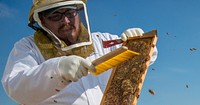 U.S. Department of Agriculture (USDA) Agricultural Research Service (ARS) Biological Science Technician Nathan Rice harvesting honey from the two colonies at the People's Garden Apiary on the USDA Headquarters Whitten Building roof, in Washington, D.C on Friday, Sept. 5, 2014.