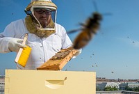 U.S. Department of Agriculture (USDA) Agricultural Research Service (ARS) Biological Science Technician Nathan Rice harvesting honey from the two colonies at the People's Garden Apiary on the USDA Headquarters Whitten Building roof, in Washington, D.C on Friday, Sept. 5, 2014.