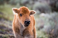 Bison calf. Original public domain image from Flickr