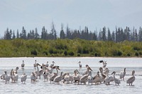 Pelicans in the southeast arm of Yellowstone Lake by Neal Herbert. Original public domain image from Flickr