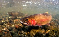 Spawning cutthroat trout, Lamar Valley. Original public domain image from Flickr