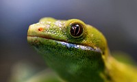 The Northland Green Gecko is found only in the Northland region of New Zealand, north of Whangaroa. It is vivid green, with gray or gold highlights, on either side - along the dorsal edges. Males have a blue band along the sides, below the limbs, and the underbelly of both sexes is bright pale green and sometimes with a yellow tinge. Growth is to 200 mm. Original public domain image from Flickr