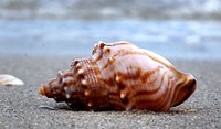 Struthiolaria papulosa, common name the "ostrich foot snail" or "ostrich foot shell", is a species of medium-sized sea snail, a marine gastropod mollusc in the family Struthiolariidae. Original public domain image from Flickr