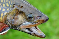 Male Coaster Brook Trout. Male coaster brook trout reared at Iron River National Fish Hatchery in Wisconsin. Original public domain image from Flickr