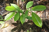 The Damar plant (Agathis sp.), pictured here, is one of the native species that Yayasan Leuser International plants in their rehabilitation efforts for the Trumon Corridor. Credit: Yayasan Leuser International. Original public domain image from Flickr
