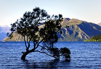 Lone tree Lake Wanaka.