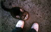 Cute street cat looking up. Free public domain CC0 photo.