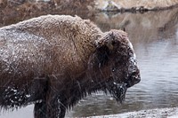 Wet bison by Neal Herbert. Original public domain image from Flickr