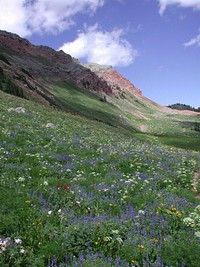 Wildflowers, Ramshorn Peak. Original public domain image from Flickr