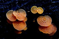 Little bright orange fungus with ping pong bat. Original public domain image from Flickr.