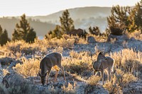 White-tailed deer at Mammoth Hot Springs. Original public domain image from Flickr