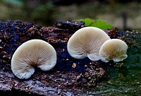 Ivory conch Conchomyces bursaeformis.Ivory conch– a small, stemless mushroom growing on rotten wood with white gills and pale grey top. Original public domain image from Flickr