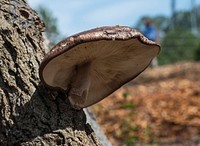 Edible mushrooms have been grown on logs at the Gwinnett Technical College Horticulture Program's Learning Garden, in Lawrenceville, GA, on Friday, Mar. 20, 2015.