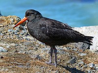 The variable oyster catcher.