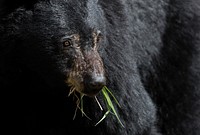 Roadside black bear, Blacktail Deer Plateau. Original public domain image from Flickr