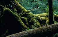 Hoh Rainforest, mossy logs. Original public domain image from Flickr