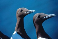 Common murre. Original public domain image from Flickr
