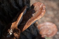 Edible mushrooms have been grown on logs at the Gwinnett Technical College Horticulture Program's Learning Garden, in Lawrenceville, GA, on Friday, Mar. 20, 2015.