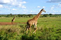 Giraffes Run in a Field in Nairobi National Park. Original public domain image from Flickr