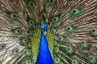 Proud as a Peacock. Original public domain image from Flickr