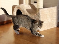 Cat walking near a cat condo. Original public domain image from Flickr