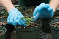 A student cares for and studies the growth of edible plants at Gwinnett Technical College in Lawrenceville, GA, on Thursday, March 19, 2015.