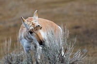 Pronghorn, Lamar Valley by Neal Herbert. Original public domain image from Flickr