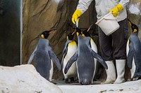 Penguins eating fish at zoo. Free public domain CC0 image.