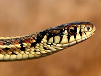 Garter Snake. As warmer weather arrives in Iowa, DeSoto and Boyer Chute National Wildlife Refuges are seeing snakes, frogs and turtles out and about. Remember to watch for creatures crossing the road!. Original public domain image from Flickr