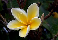 Plumeria. Original public domain image from Flickr