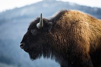 Bison, Lamar Valley. Original public domain image from Flickr