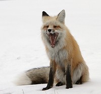 Red fox yawning in the Soda Butte drainage. Original public domain image from Flickr